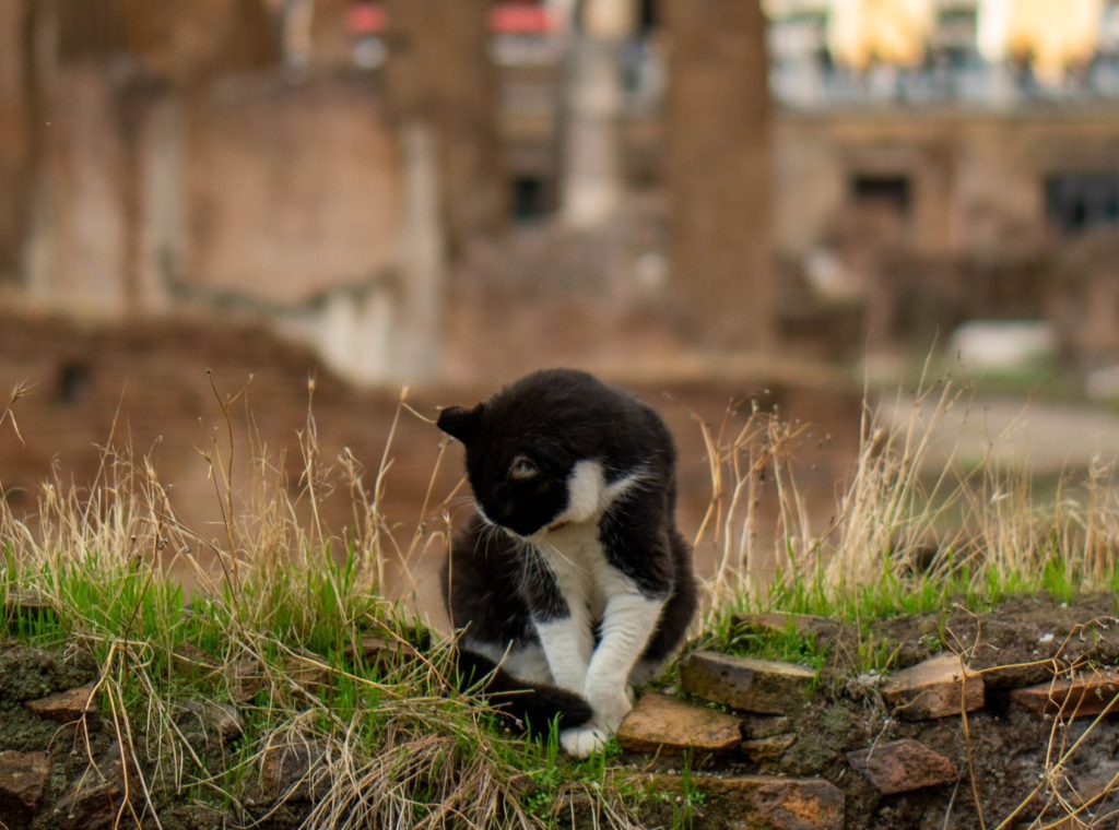 Visitare Roma con i bambini Rome avec des enfants Photo by Gabriella Clare Marino Unsplash